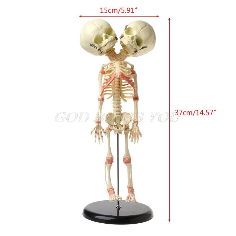 37cm Human Double-Head Twin Skull Skeleton Ornament Halloween Decoration