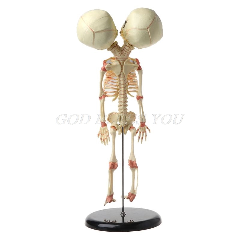 37cm Human Double-Head Twin Skull Skeleton Ornament Halloween Decoration