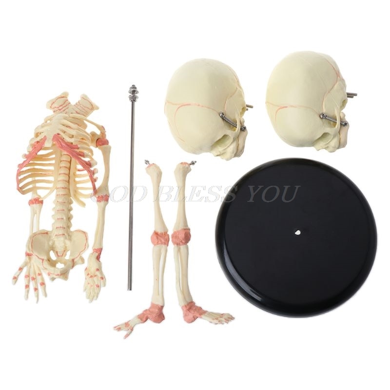 37cm Human Double-Head Twin Skull Skeleton Ornament Halloween Decoration