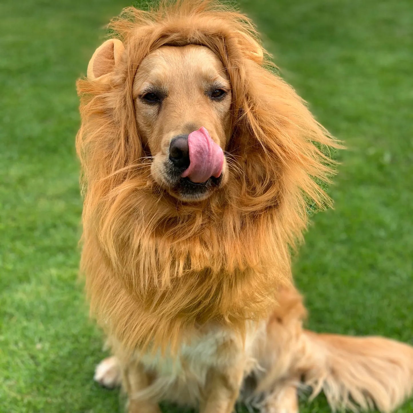 Dog Costume Hat Lion Funny Hilarious Pet Cosplay