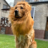 Dog Costume Hat Lion Funny Hilarious Pet Cosplay