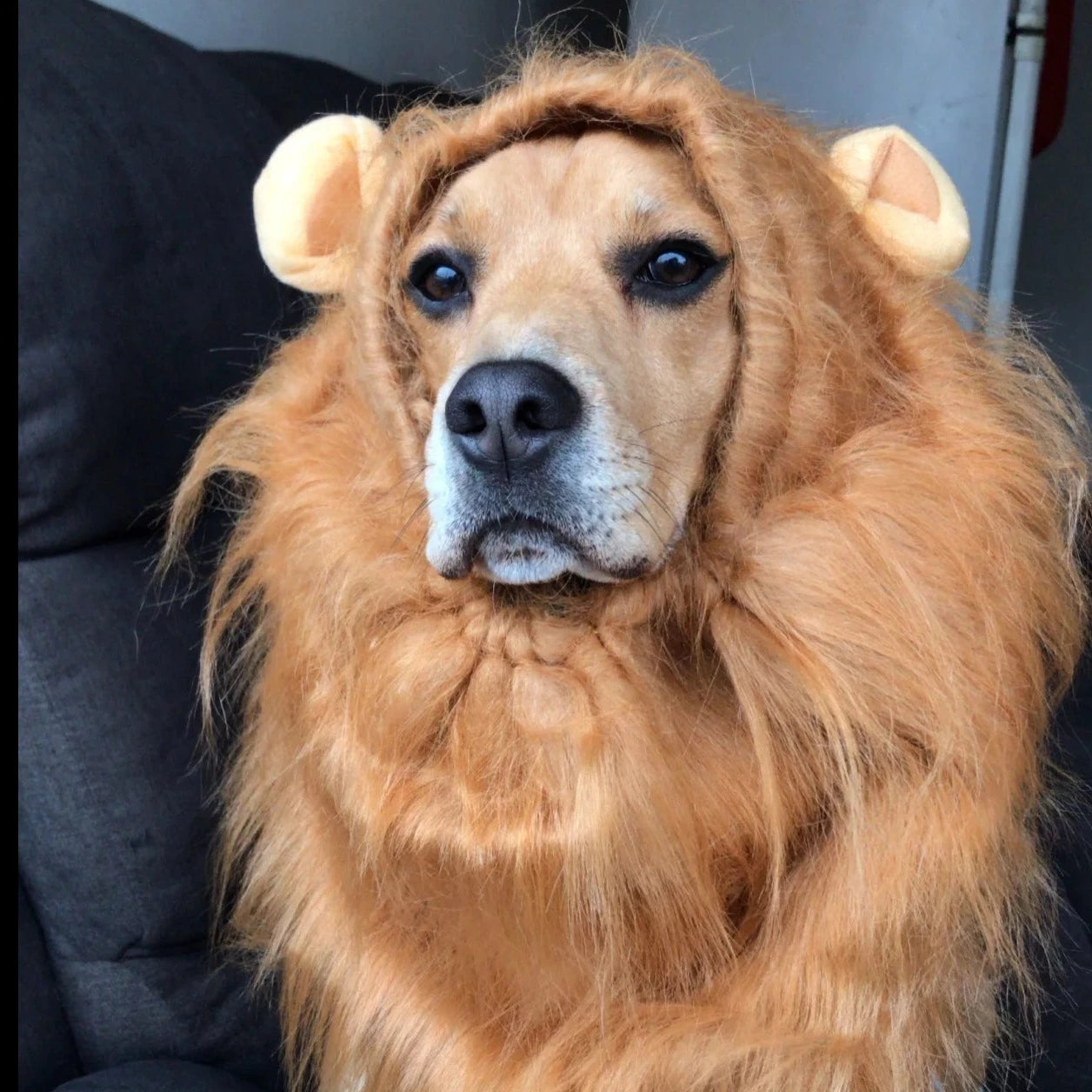 Dog Costume Hat Lion Funny Hilarious Pet Cosplay