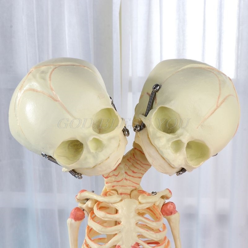 37cm Human Double-Head Twin Skull Skeleton Ornament Halloween Decoration