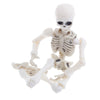 1pc Movable Skull Skeleton