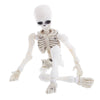 1pc Movable Skull Skeleton